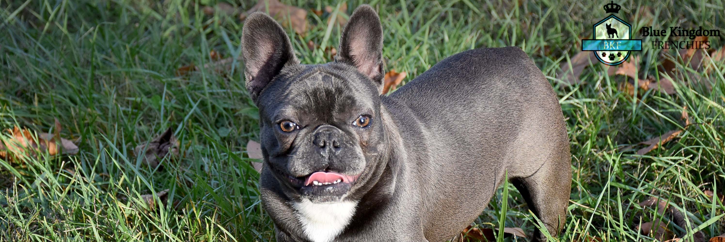 bluekingdomfrenchies.com