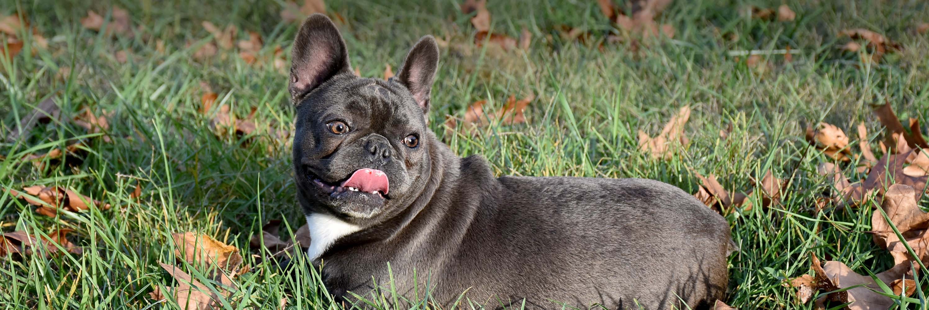 bluekingdomfrenchies.com